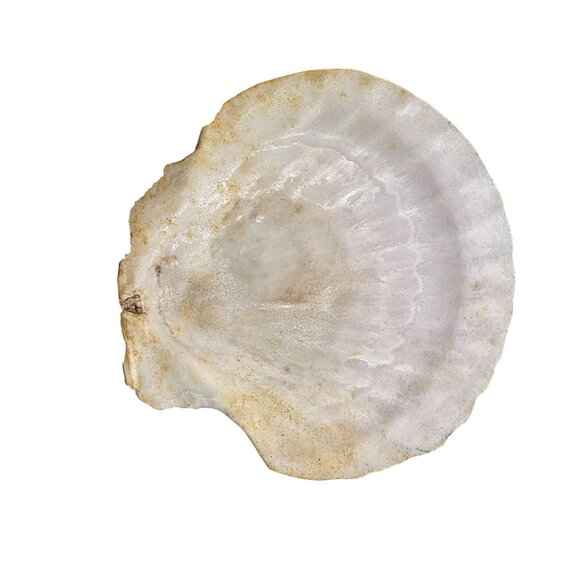 Set Of 7 White Scallop Seashells For Crafting Decor Or Beach-Themed Projects - Picture 13 of 16